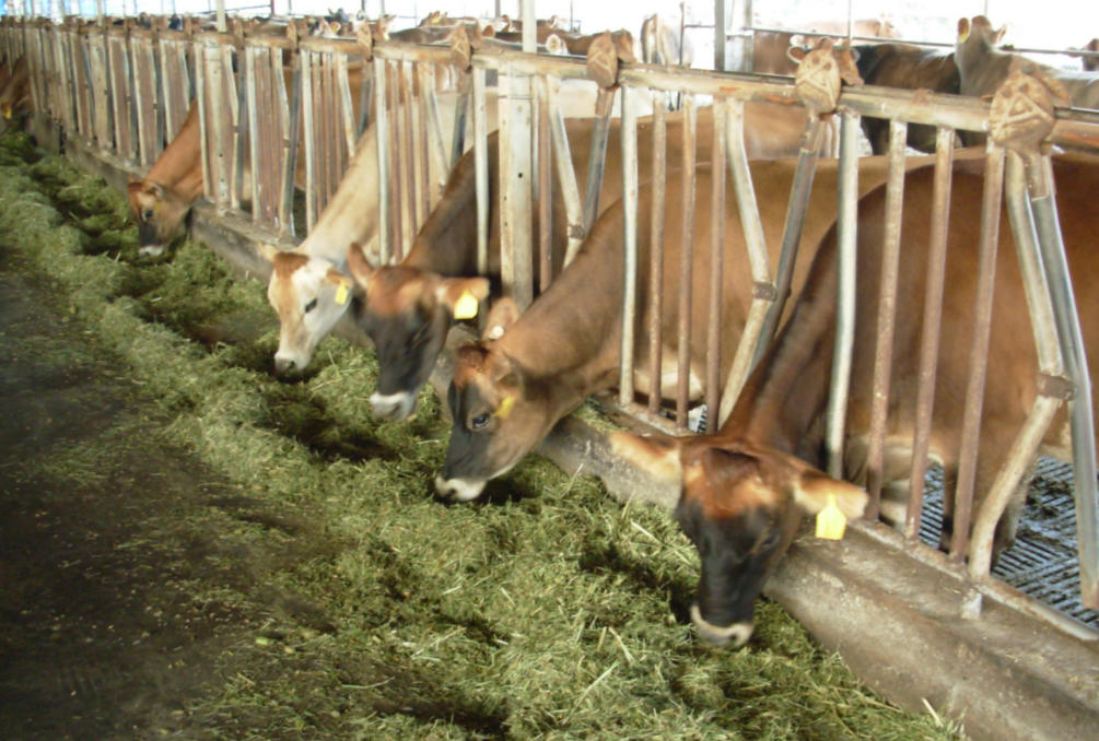Dairy Animal Welfare Stocktake